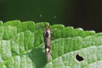 Esperia sulphurella
