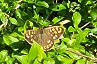 Pararge aegeria