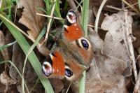 Aglais io