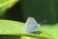 Celastrina argiolus