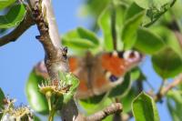 Aglais io