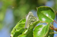 Pieris napi