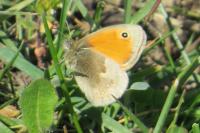 Coenonympha pamphilus