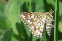 Chiasmia clathrata