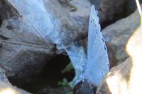 Celastrina argiolus