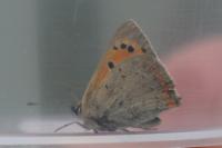 Lycaena phlaeas