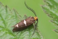 Incurvaria masculella