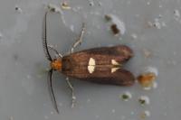 Incurvaria masculella