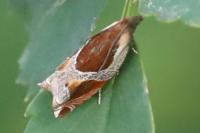 Ancylis unculana