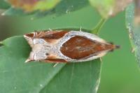 Ancylis unculana