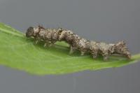 Allophyes oxyacanthae