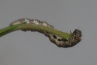 Allophyes oxyacanthae