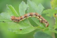 Erannis defoliaria
