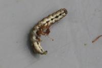 Allophyes oxyacanthae