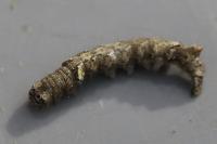 Allophyes oxyacanthae