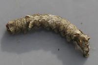 Allophyes oxyacanthae