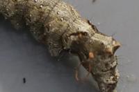 Allophyes oxyacanthae
