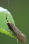 Incurvaria koerneriella