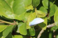Celastrina argiolus