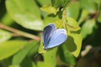 Celastrina argiolus