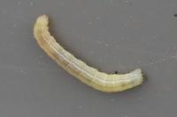 Operophtera brumata