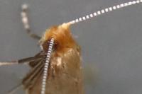 Nematopogon adansoniella