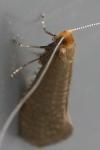 Nematopogon adansoniella
