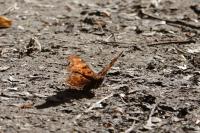 Polygonia c-album