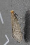 Nematopogon adansoniella