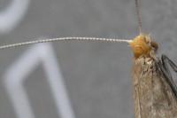 Nematopogon adansoniella