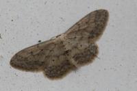 Idaea seriata