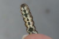 Allophyes oxyacanthae
