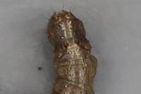 Allophyes oxyacanthae