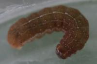 Eupsilia transversa