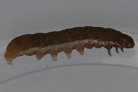 Eupsilia transversa
