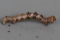 Phigalia pilosaria