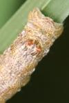 Colotois pennaria