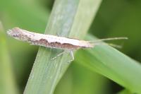 Plutella xylostella