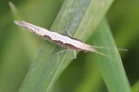 Plutella xylostella