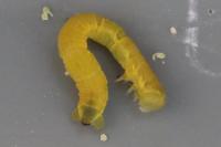 Chesias legatella