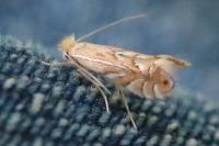 Phyllonorycter quercifoliella