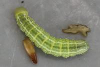 Operophtera brumata