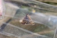 Pyrausta despicata