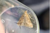 Pyrausta despicata