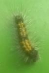 Lymantria dispar