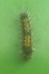 Lymantria dispar