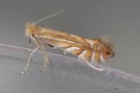 Phyllonorycter quercifoliella