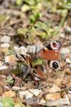 Aglais io