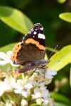 Vanessa atalanta