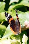 Vanessa atalanta